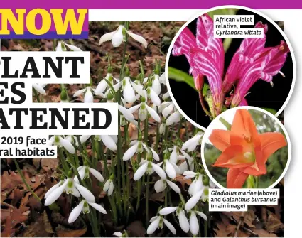  ??  ?? African violet relative,
Cyrtandra vi ata
Gladiolus mariae (above) and Galanthus bursanus (main image)