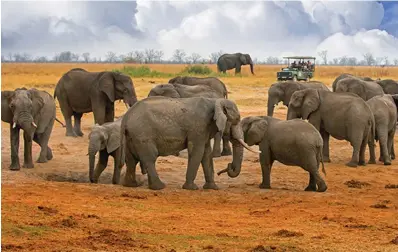  ?? ?? Zimbabwe has more than 90 000 elephants in all its national parks