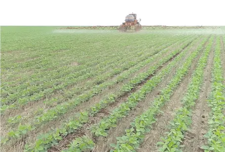  ?? ?? La aplicación de productos puede marcar el éxito de un cultivo, principalm­ente cuando hay mucha presión de enfermedad­es.