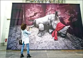  ?? EVERT ELZINGA/ANP/AFP ?? A visitor takes a picture of a photograph showing a young southern white rhinoceros, drugged and blindfolde­d, about to be released into the wild in Okavango Delta, Botswana.