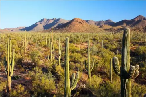  ??  ?? The desert is supposed to act as a natural barrier, since it would take days to trek through