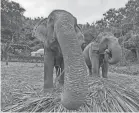  ?? ?? Elephants enjoying dinner at the Anantara Golden Triangle Elephant Camp & Resort near Chiang Rai, Thailand.