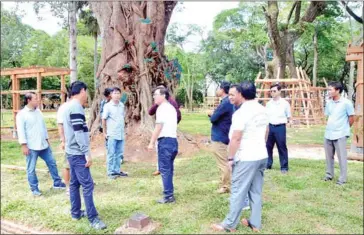  ?? APSARA NATIONAL AUTHORITY ?? The Apsara National Authority says it will replace the Pithecello­bium dulce and some other tree species in the Angkor Wat complex’s northwest with luxury trees.