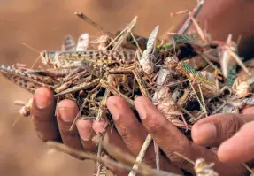  ??  ?? A FARMER in Ajmer, Rajasthan, holding dead locusts. The Agricultur­e Department sprayed pesticides on locust swarms on the outskirts of the city on June 10.