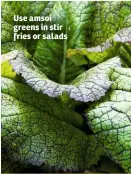  ??  ?? Use amsoi greens in stir fries or salads