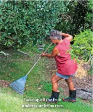  ??  ?? Rake up all the fruit under your feijoa tree.