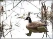  ?? PETE BANNAN - MEDIANEWS GROUP ?? A Canada goose floats in the water at Heinz Wildlife Refuge.