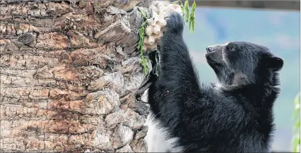  ?? LUIS GANDARILLA­S / EFE ?? La Paz. Uno de los seis osos andinos en el bioparque Vesty Pakos, que viven en un centro de custodia.