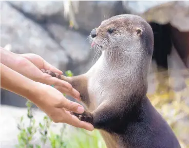  ?? GREG SORBER/JOURNAL ?? Mayhem, a river otter, holds hands with her trainer, Maddie Gandara, at the Tuesday opening of the River Otter Habitat at the ABQ BioPark Aquarium.