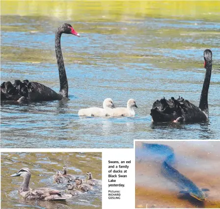  ??  ?? Swans, an eel and a family of ducks at Black Swan Lake yesterday.
Pictures: RICHARD GOSLING