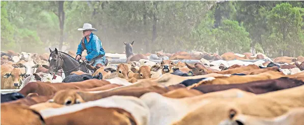  ??  ?? A drover steers cattle on a track near Roma in Queensland. The state has Australia’s last fully functionin­g stock route, stretching 45,000 miles and covering 2.6 million hectares. Parts of it could be given to farmers for grazing