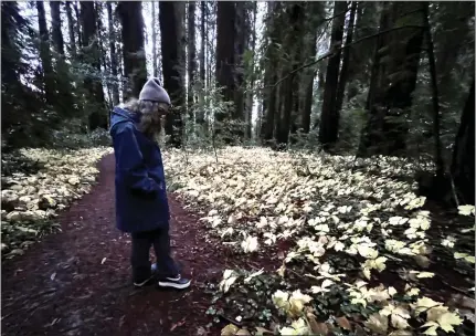  ?? JUSTINE FREDERIKSE­N — THE UKIAH DAILY JOURNAL ?? While most of a redwood tree (such as these in Hendy Woods) is above ground, most of the “mycelium tree” that makes up a fungus is undergroun­d.