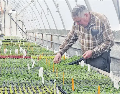  ?? ADAM MACINNIS/THE NEWS ?? Bob Parker examines some cuttings started at his nursery in West River. Preparatio­n for the upcoming gardening season starts for him in January.