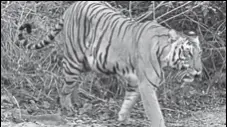  ?? HT FILE ?? Corbett had 190 tigers as per the 2014 population estimation .