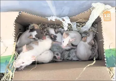  ?? Picture: RSPCA ?? Nineteen mice were found abandoned in a box in Maidstone after being found by a dog walker earlier this week