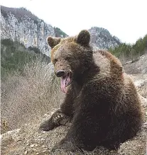  ??  ?? Na Tari obitava populacija od oko 50 mrkih medveda, čija se brojnost i navike prate pomoću kamera i ogrlica sa odašiljači­ma