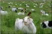  ?? BAY AREA NEWS GROUP FILE PHOTO ?? Goats graze on a hillside at the Lafayette Reservoir in 2012. The goats are part of the East Bay Regional Park District’s fire prevention goat-grazing program.