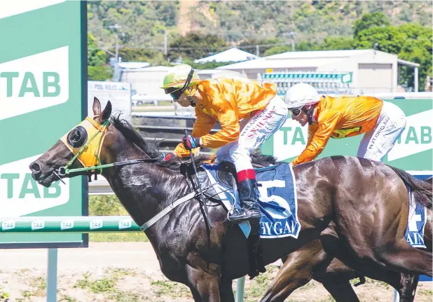  ?? Picture: MIKE MILLS ?? BRIGHT FUTURE: Higher Realm is showing shades of the stellar Tyzone, and the two-year-old’s team hopes the rising star runs well in today’s Northern Classic.