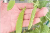  ?? ?? If you want actual peas instead of pods, stop harvesting a few weeks before the end of the season.