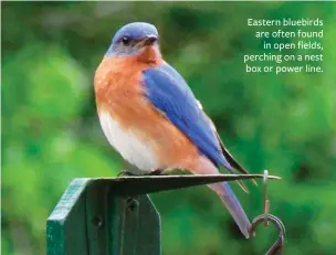  ??  ?? Eastern bluebirds are often found in open fields, perching on a nest box or power line.