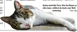  ?? Foto: dpa ?? Katzen sind tolle Tiere. Was ihr Körper so alles kann, erfährst du heute zum Weltkatzen­tag.