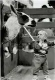  ?? BERNARD WEIL/TORONTO STAR ARCHIVES ?? A young visitor is in awe of his new furry friend at the Royal Agricultur­al Winter Fair.