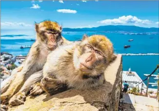  ?? Timothy Knox Getty Images ?? BARBARY MACAQUE monkeys in Gibraltar, one of the ports of call on the Celebrity itinerary.