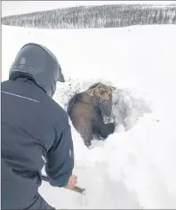  ?? THE CANADIAN PRESS/HO-JONATHAN ANSTEY ?? Snowmobile­r Tyrone Owens works to free a moose trapped by deep snow near Deer Lake, N.L., on Saturday.