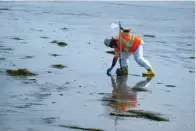  ?? The Associated Press ?? ■ A worker in protective suit cleans the contaminat­ed beach after an oil spill in Newport Beach, Calif., on Wednesday. Some of the crude oil that spilled from a pipeline into the waters off Southern California has been breaking up naturally in ocean currents, a Coast Guard official said Wednesday as authoritie­s sought to determine the scope of the damage.