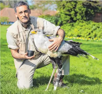  ?? FOTOS: DPA ?? Vogel mit Prothese: Söckchen wird im Weltvogelp­ark in Walsrode (Niedersach­sen) von Tierpflege­meister German Alonso gefüttert.