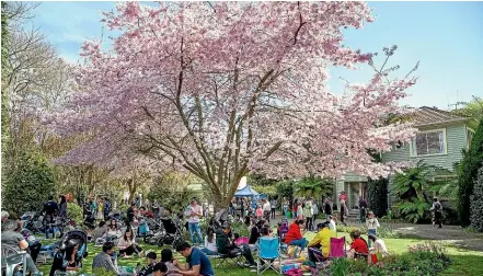  ?? DOMINICO ZAPATA/STUFF ?? The Waikato Cherry Tree Festival will be drasticall­y downsized after failing to get resource consent in time.