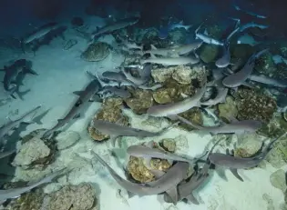  ??  ?? A night dive reveals whitetip reef sharks sleeping on the sea floor