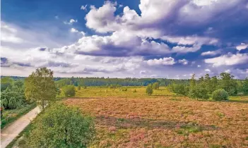  ?? FOTO: FRANK NASARZEWSK­I ?? Von Bracht führt die Route über den Weißen Stein nach Swalmen und ins Naturerleb­nisgebiet Elmpter Schwalmbru­ch. Dort befindet sich die größte Wacholderh­eide am linken Niederrhei­n.