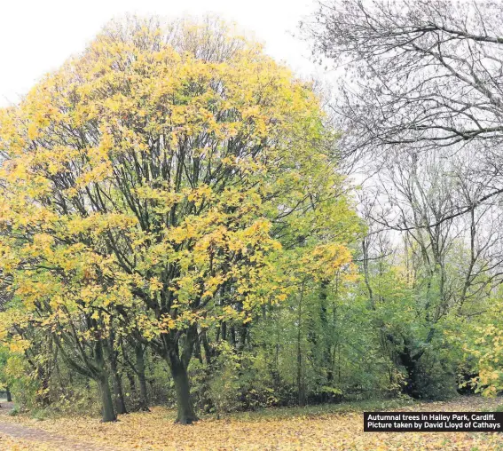  ??  ?? Autumnal trees in Hailey Park, Cardiff. Picture taken by David Lloyd of Cathays