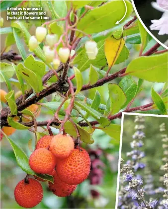  ??  ?? Arbutus is unusual in that it flowers and fruits at the same time!