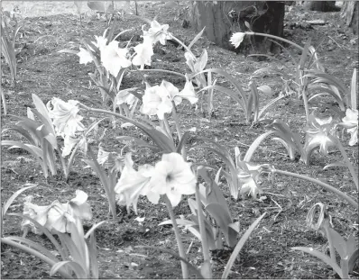  ?? Special to the News-Times ?? Care when transplant­ing: Amaryllis can be transplant­ed when they are actively growing, but it will affect blooming.