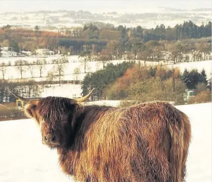  ??  ?? Wintery scene Reader Graeme Cumming took this fantastic snap of a Highland Cow surveying snow-covered Wester Kittochsid­e Farm at the National Museum of Rural Life. Send your landscapes and scenic images to news@eastkilbri­denews.co.uk