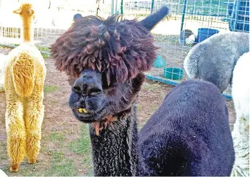  ??  ?? Alpacas eagerly wait for visitors to feed them at the Crescent Moon Ranch near Smith Rock in Terrebonne, Oregon.Visitors can buy alpaca products at the boutique, in a converted potato cellar, or arrange to buy one of the animals known for their big...