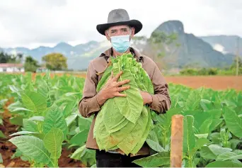  ??  ?? Eduardo Hernandez, owner of a private restaurant and a tobacco cultivator, works on his land in Vinales, Cuba. — AFP