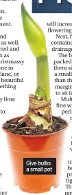  ??  ?? Give bulbs a small pot