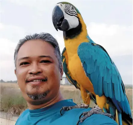  ?? — Bernama ?? Parrot enthusiast: Masri Mahmud and his Blue and gold Macaw called Coco.