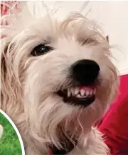  ??  ?? Loving life: Terrier Maisie, seven, from Pentyrch, South Wales, even smiles at the vet