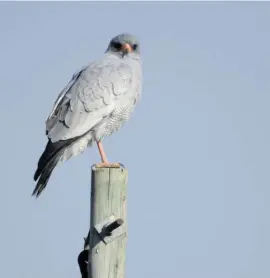  ?? ?? Hen harrier