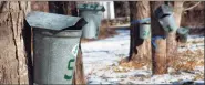  ?? Christian Abraham / Hearst Connecticu­t Media file photo ?? Metal buckets collect sap to make maple syrup at the New Canaan Nature Center in New Canaan.