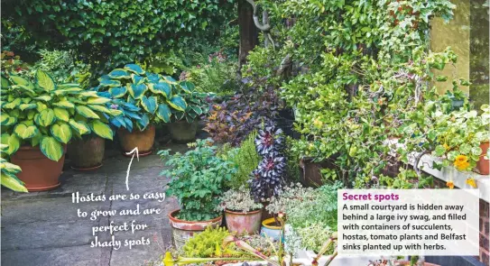  ??  ?? Hostas are so easy to grow and are perfect for shady spots Secret spots A small courtyard is hidden away behind a large ivy swag, and filled with containers of succulents, hostas, tomato plants and Belfast sinks planted up with herbs.