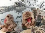  ?? SUPPLIED ?? Japanese macaques warm themselves in the onsens.