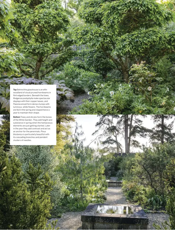  ??  ?? Top Behind the glasshouse is an elfin woodland of cloud-pruned hornbeams in flint-edged borders. Beneath the trees, Rodgersia podophylla make spectacula­r displays with their copper leaves, and Paeonia emodi form dense clumps with luminous, white flowers. The hornbeams are fed in the spring and clipped twice a year to maintain their shape.
Bottom Trees and shrubs form the bones of the White Garden. They add height and substance in spring when the herbaceous elements are just getting started. Later in the year they add contrast and act as an anchor for the perennials. Pinus bhutanica is particular­ly beautiful with its cascading branches and pendent clusters of needles.