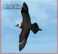  ??  ?? Arctic Skua