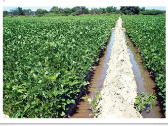  ??  ?? Soja. En algunas regiones del país los lotes del cultivo se riegan por el sistema de canales.