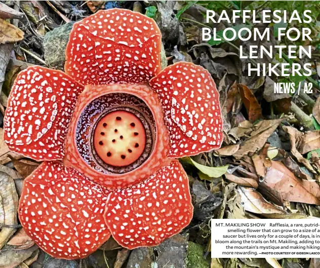  ?? —PHOTO COURTESY OF GIDEON LASCO ?? MT. MAKILING SHOW Rafflesia, a rare, putridsmel­ling flower that can grow to a size of a saucer but lives only for a couple of days, is in bloom along the trails on Mt. Makiling, adding to the mountain’s mystique and making hiking more rewarding.